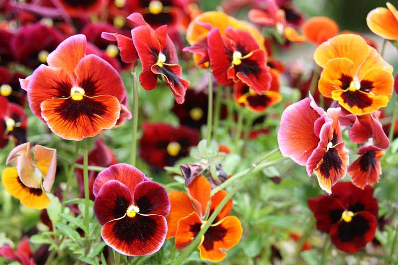 Pansies, Pansy, Viola, Annual Flowers